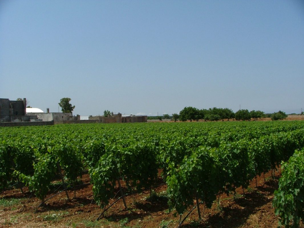 Azienda Produttrice : Garofano