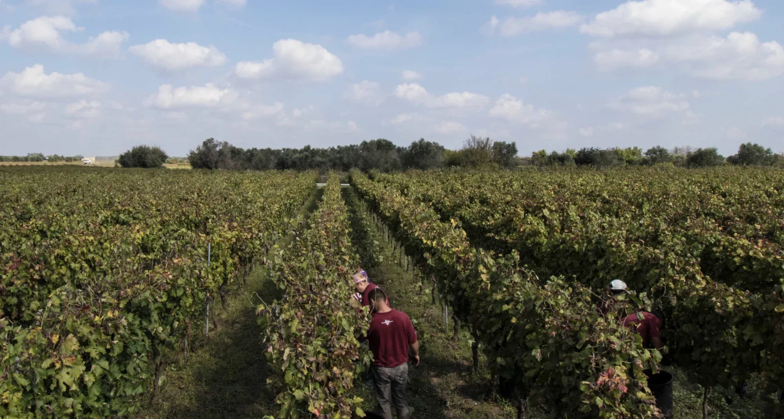 Azienda Produttrice : Marulli